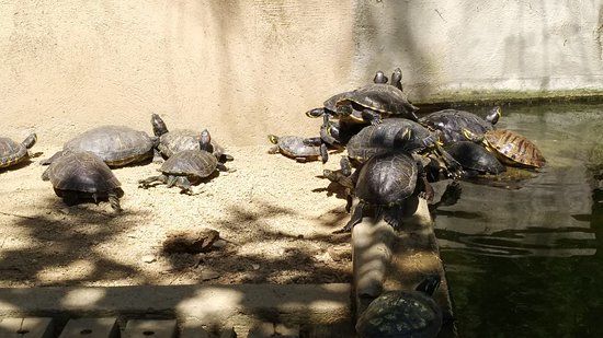 C.R.A.R.C Centre de Recuperacio d'Amfibis i Reptils de Catalunya